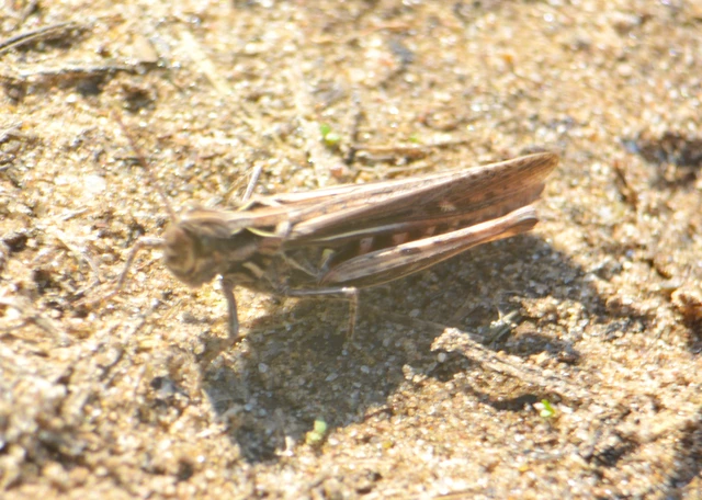 Chorthippus (Glyptobothrus) (subgenus)