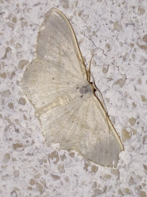 Scopula nigropunctata - feketepettyes araszoló