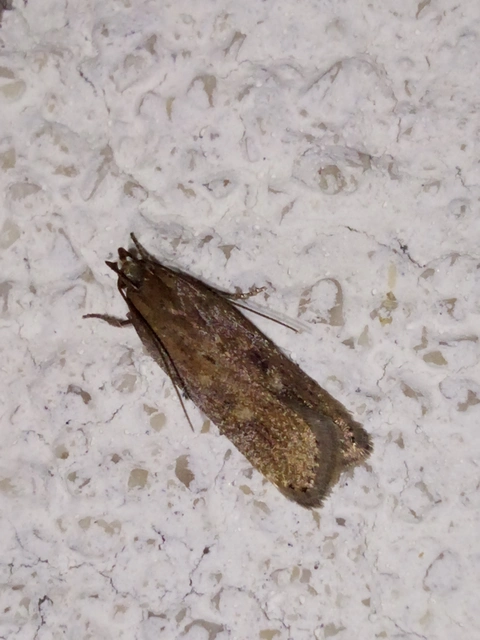Helcystogramma triannulella - szuláksodró lápimoly