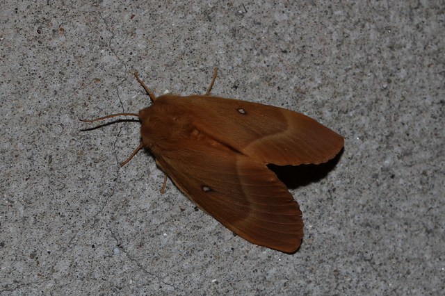 Lasiocampa quercus - tölgyfaszövő