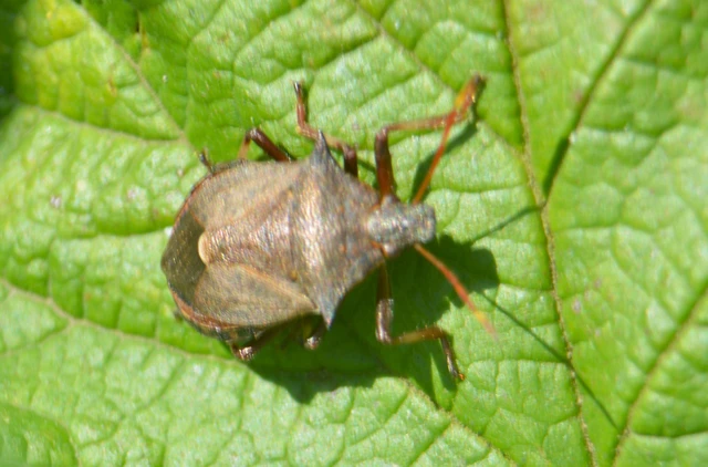 Picromerus bidens - tüskés címerespoloska Picromerus bidens - tüskés címerespoloska