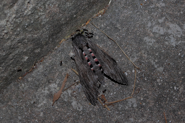 Agrius convolvuli - szulákszender
