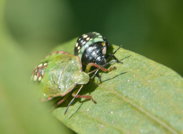 Nezara viridula - zöld vándorpoloska