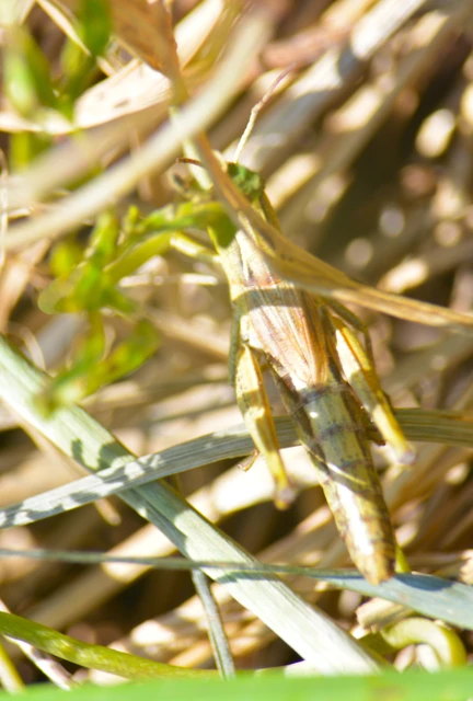 Pseudochorthippus parallelus - közönséges rétisáska