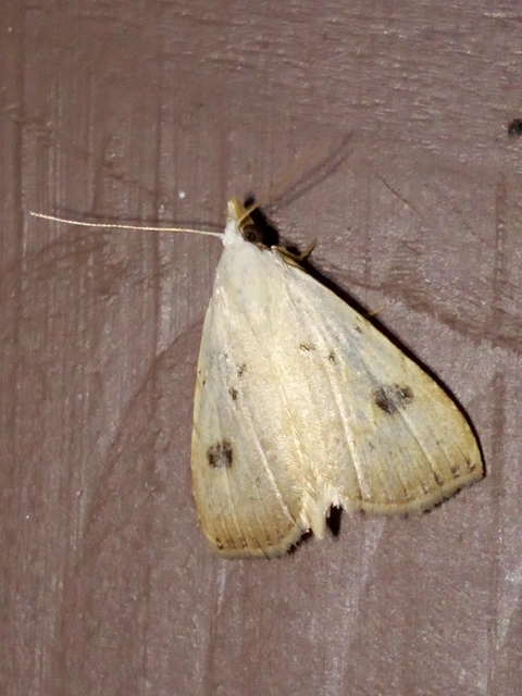 Rivula sericealis - selymes lórombagoly