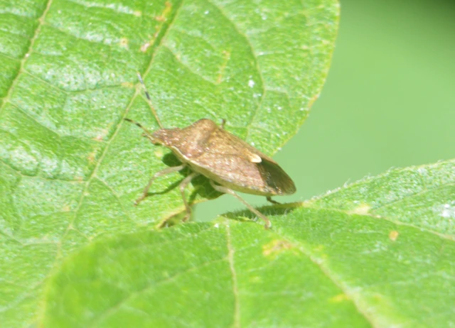 Peribalus strictus - tavaszi címerespoloska Peribalus strictus - tavaszi címerespoloska