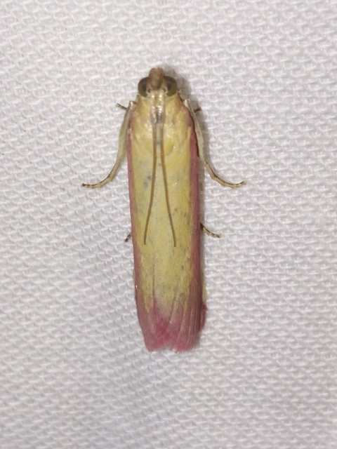 Oncocera semirubella - lucernamoly