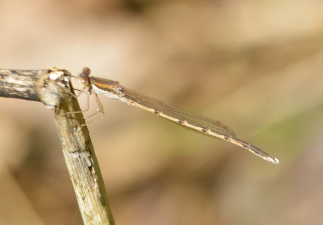 Sympecma fusca - téli rablószitakötő