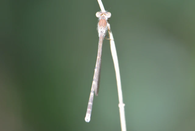 Sympecma fusca - téli rablószitakötő
