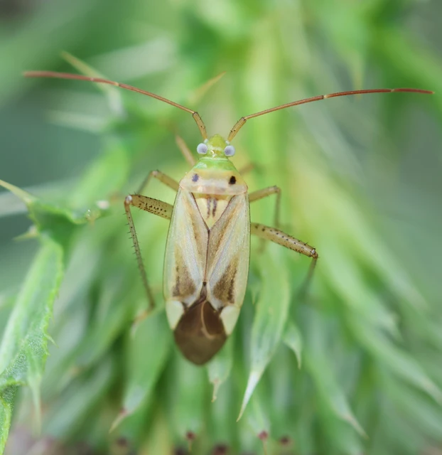 Adelphocoris lineolatus - lucernapoloska