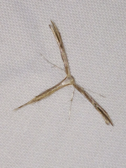 Pterophoridae - tollasmolyfélék