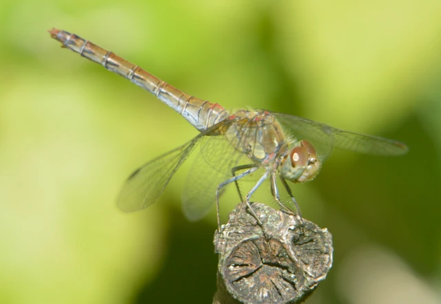 Sympetrum striolatum - harántsávos katona-szitakötő