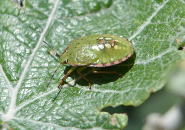 Nezara viridula - zöld vándorpoloska