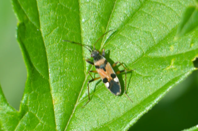 Beosus quadripunctatus - pettyes homokibodobács