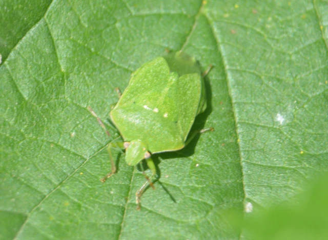 Nezara viridula - zöld vándorpoloska