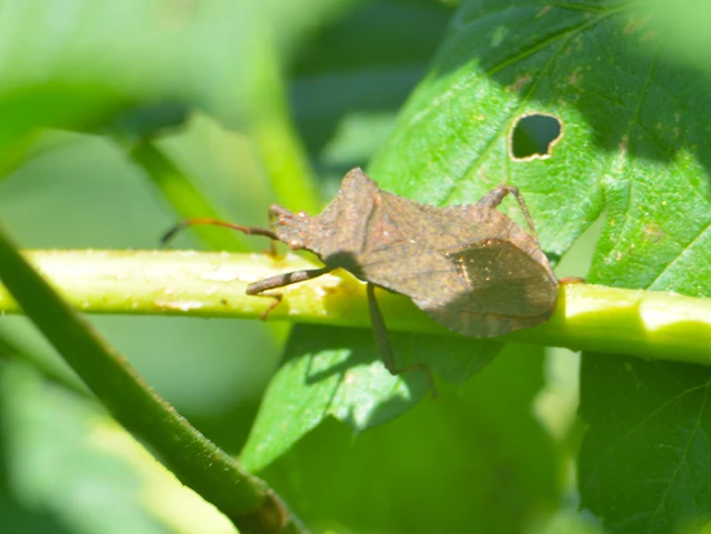 Coreus marginatus - közönséges karimáspoloska