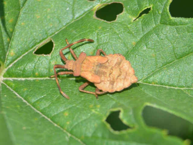 Coreus marginatus - közönséges karimáspoloska