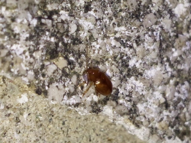 Neocrepidodera