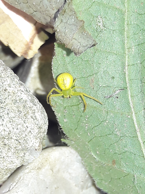 Ebrechtella tricuspidata - alakoskodó karolópók