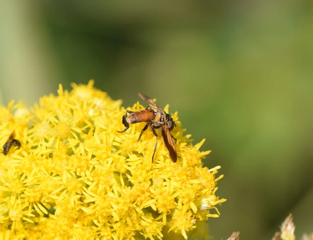 Trichopoda pictipennis - tollaslábú poloskalégy