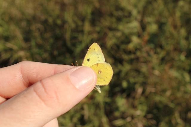 Colias hyale - kéneslepke