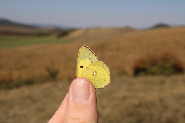 Colias erate - csángó-kéneslepke