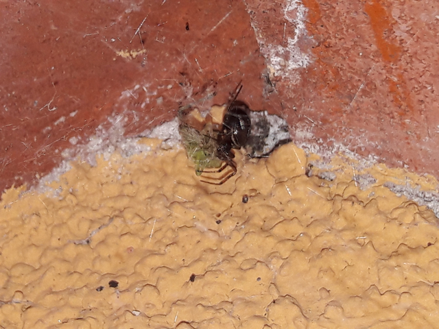 Steatoda bipunctata - kétpettyes faggyúpók