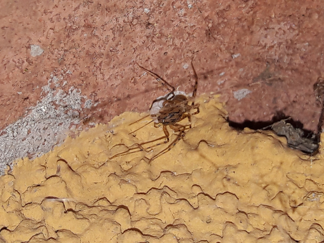 Scytodes thoracica - közönséges csupaszpók