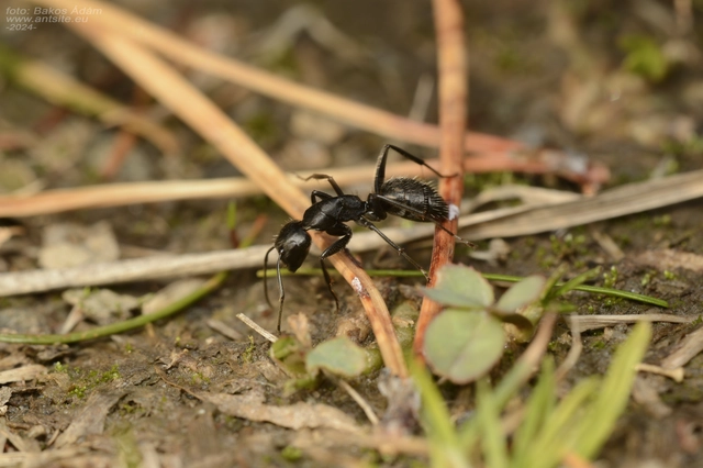 Camponotus vagus - fekete lóhangya