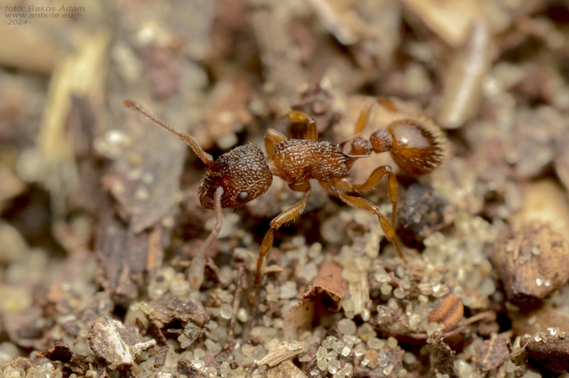 Myrmica sabuleti - gyakori bütyköshangya