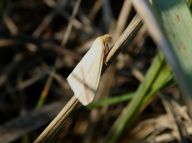 Rhodometra sacraria - rózsacsíkos araszoló