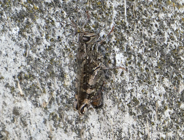 Calliptamus italicus - olaszsáska