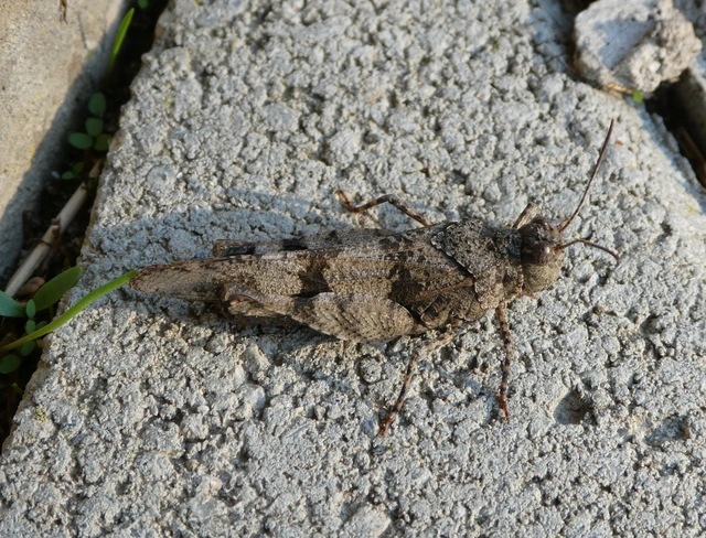 Oedipoda caerulescens - kékszárnyú sáska