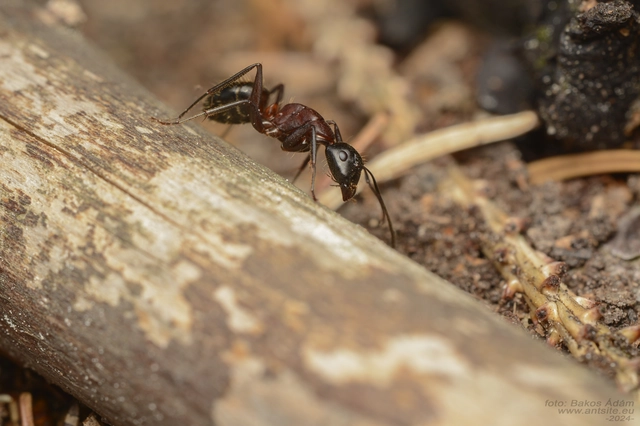 Camponotus ligniperda - faodvasító lóhangya