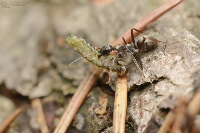 Formica fusca - kormos rabszolgahangya