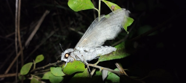 Agrius convolvuli - szulákszender