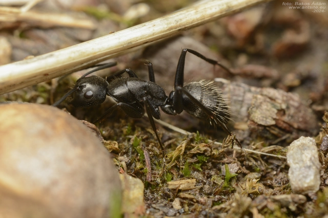 Camponotus vagus - fekete lóhangya