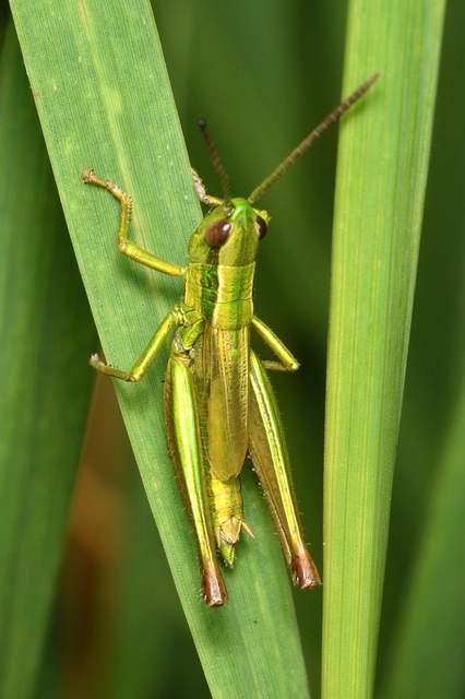 Euthystira brachyptera - smaragdzöld sáska