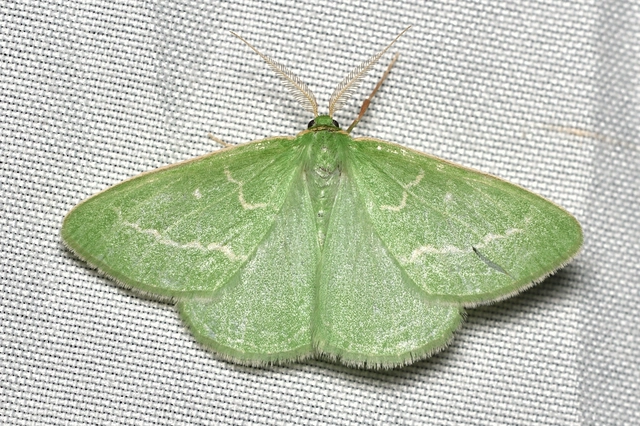 Thetidia smaragdaria - smaragd-zöldaraszoló