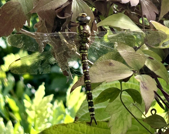 Aeshna cyanea - sebes karcsúacsa