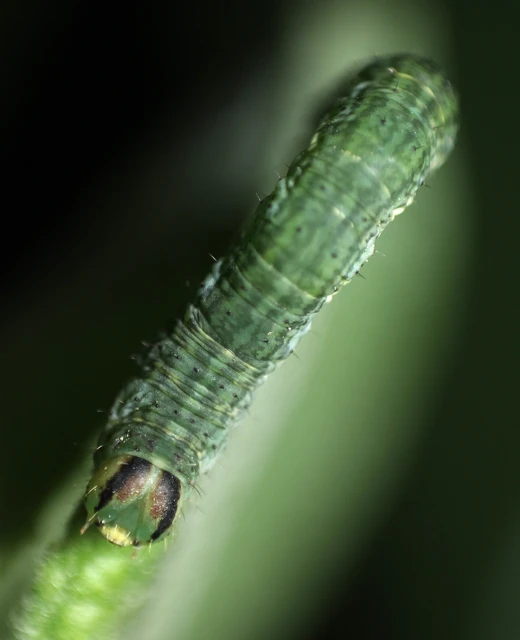 Lomaspilis marginata - szegélyes nyárfaaraszoló