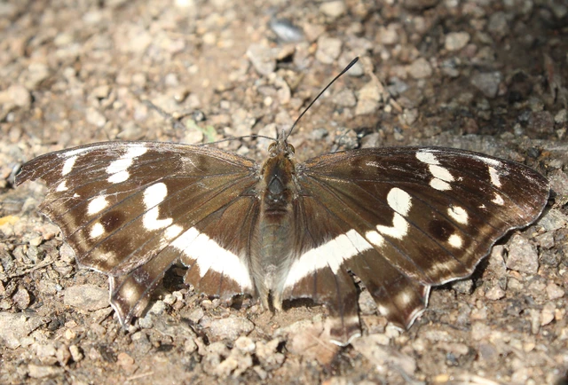 Apatura iris - nagy színjátszólepke