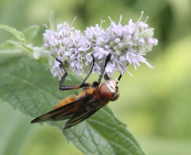 Phasiinae