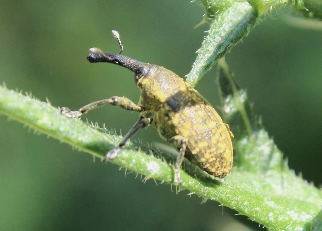 Larinus sturnus - aszat-púderbarkó