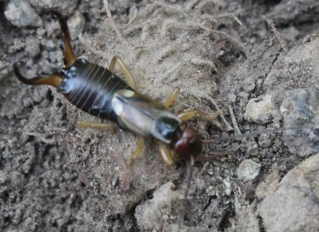 Forficula auricularia - közönséges fülbemászó