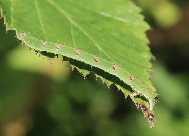 Mesoleuca albicillata - tarka fűzfaaraszoló