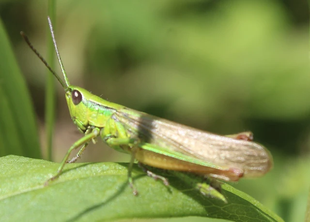 Euthystira brachyptera - smaragdzöld sáska