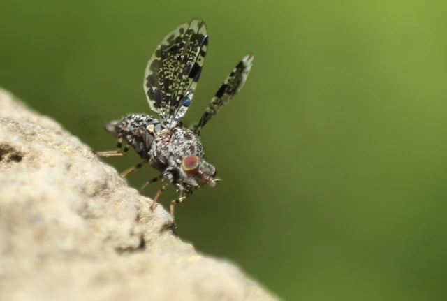 Callopistromyia annulipes - pávalégy