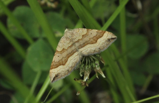 Scotopteryx chenopodiata - libatop-araszoló