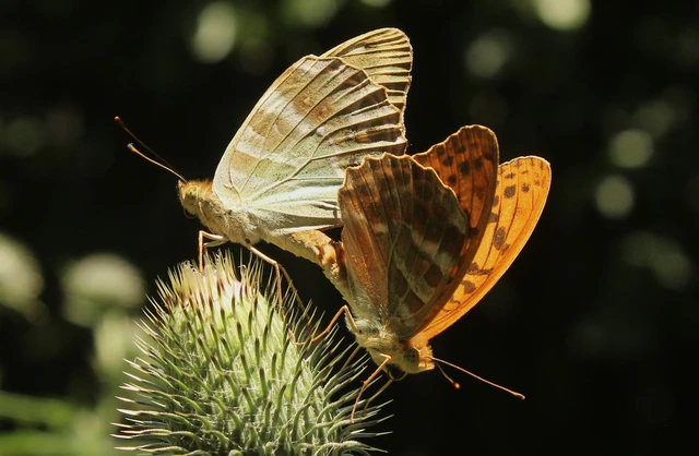 Argynnis paphia - nagy gyöngyházlepke